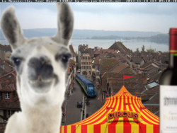 Le lama en balade à La Neuveville